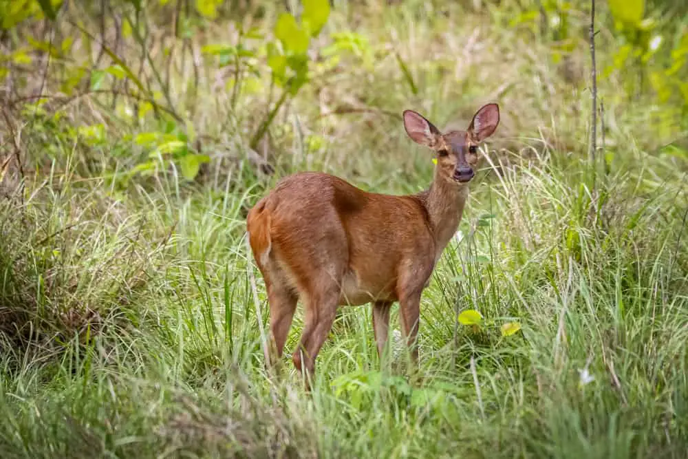 Amazonian brown brocket