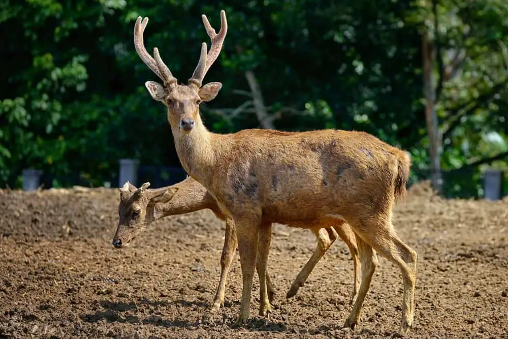 Kuhl's dog deer