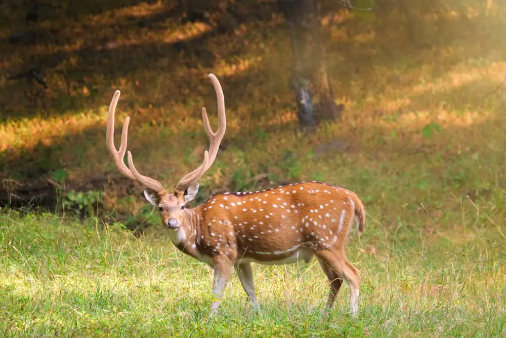 Male chital