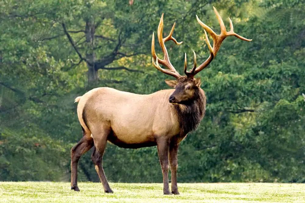 Bull elk