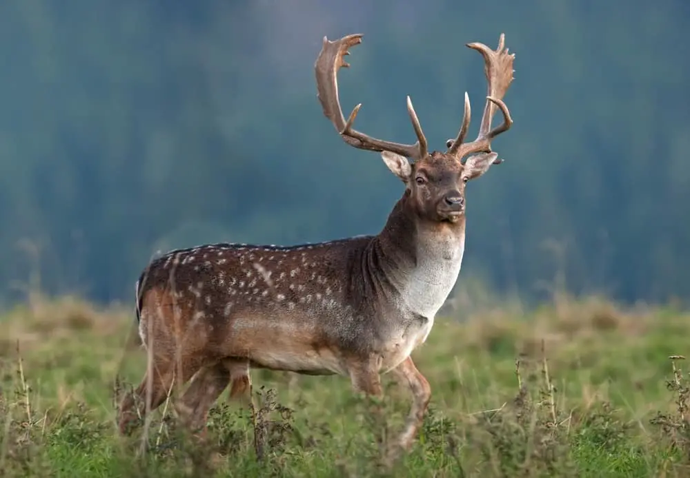 Fallow deer