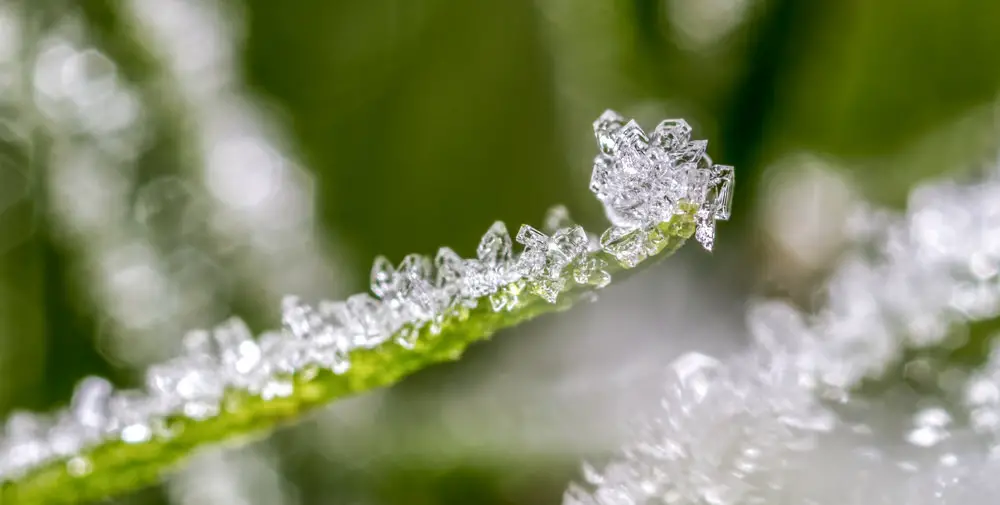 Frozen dew