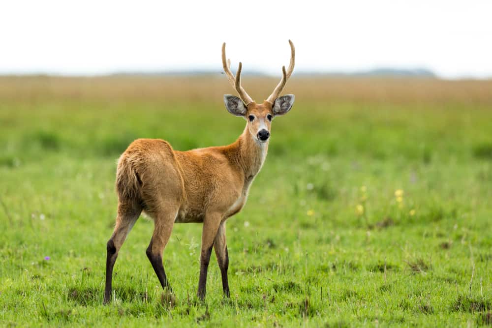 Male marsh deer