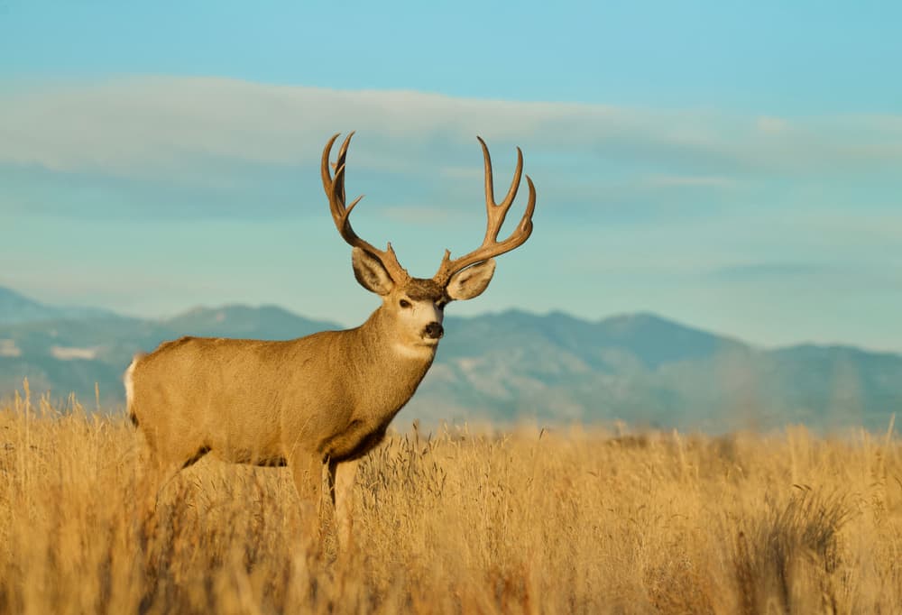 Mule deer