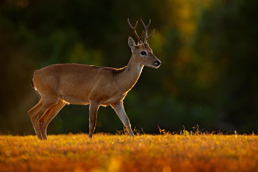 Pampas deer