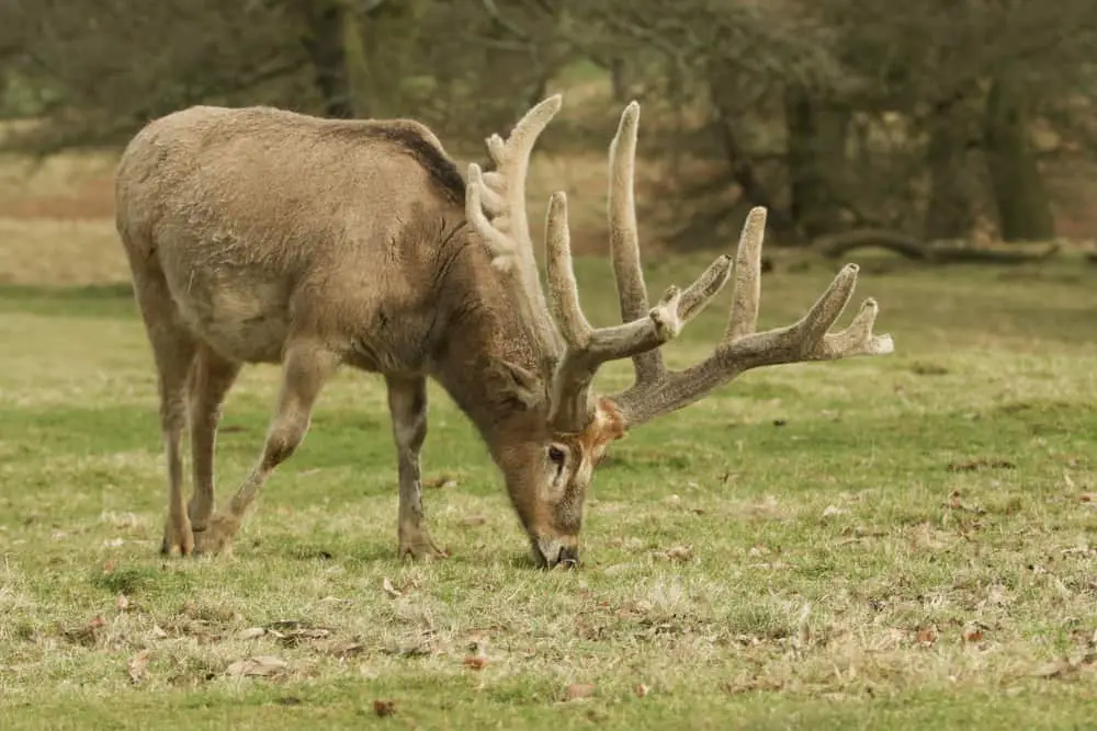 Pere David's deer