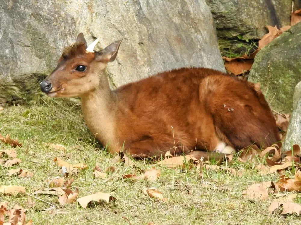 Chilean Pudu deer