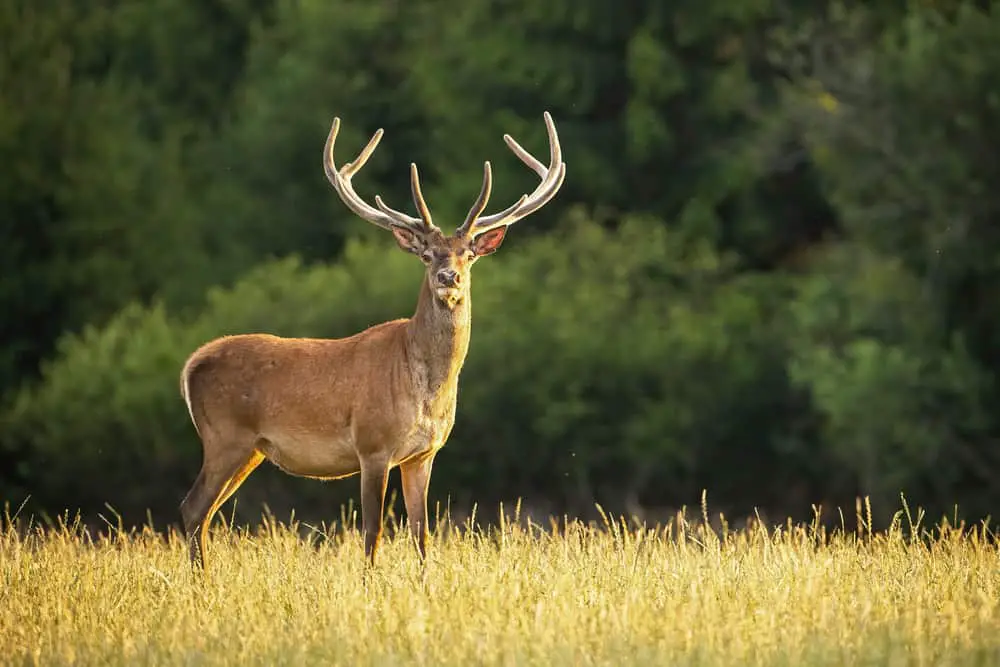 Red deer