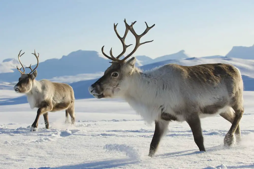 Reindeers