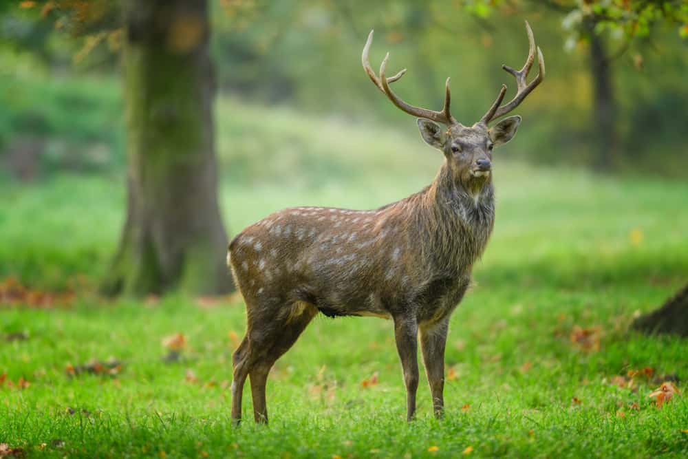 Hokkaido sika deer