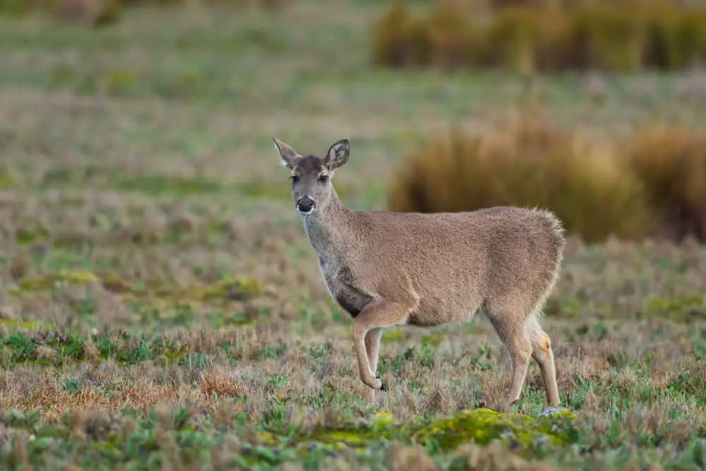 South Andean deer