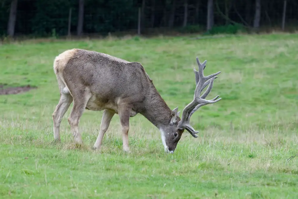 Thorold's deer