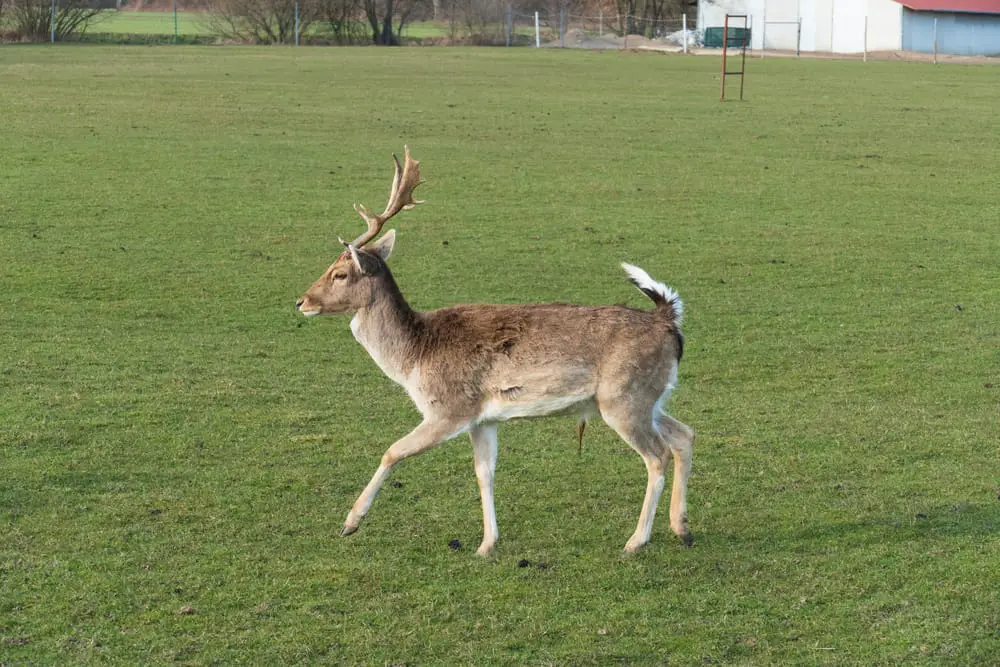 Tufted deer