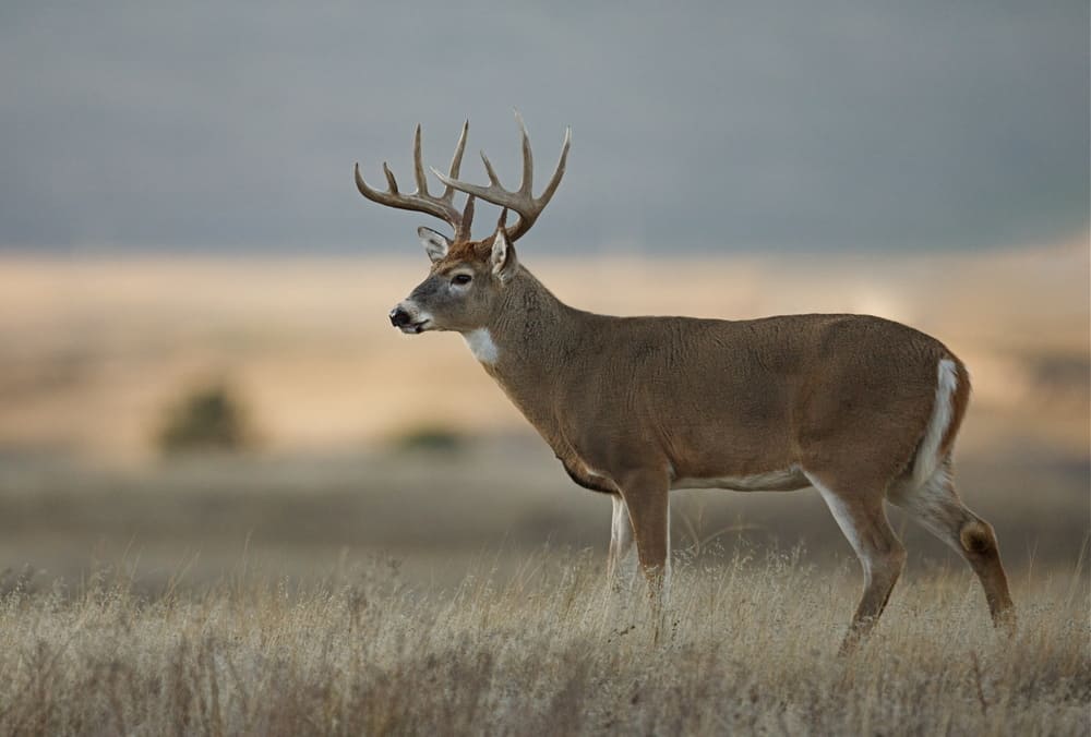 White-tailed deer