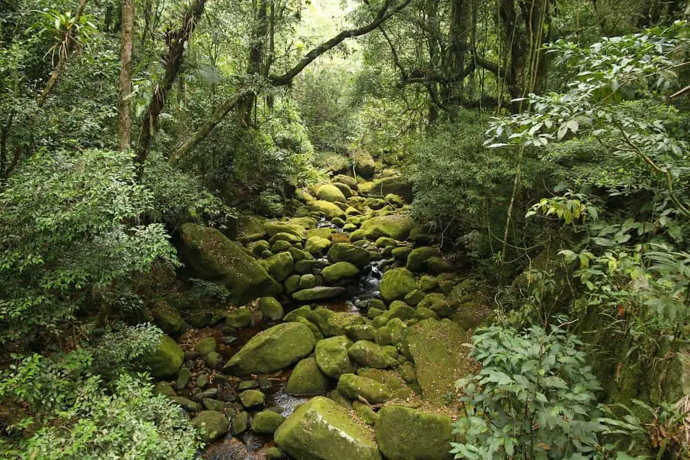 This is a close view of the Mata Atlantica Jungle in Brazil.