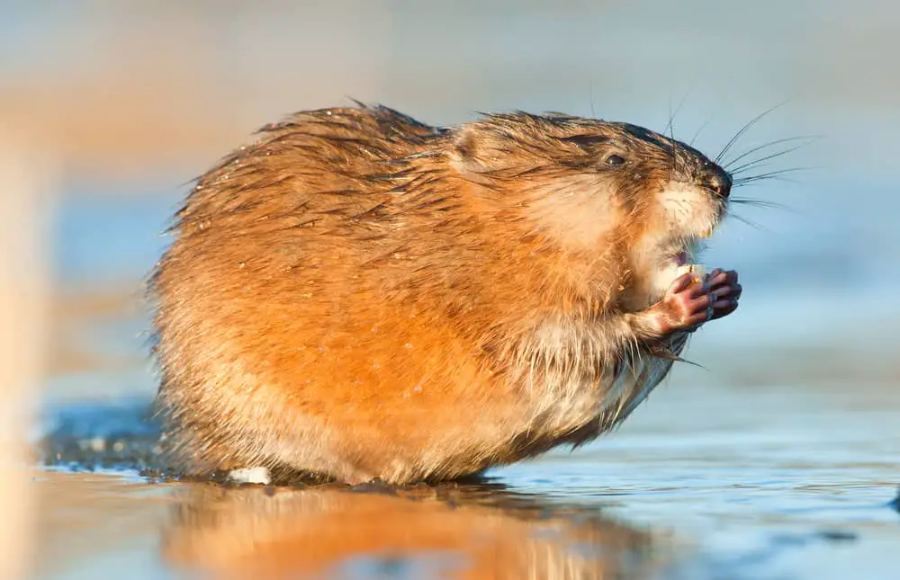 This is a close look at a muskrat standing on shallow water.