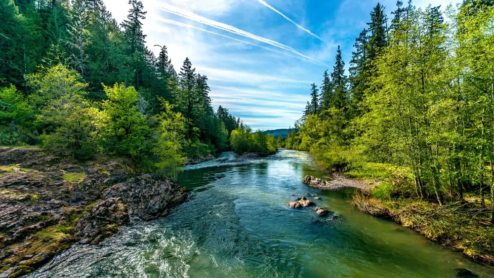 This is a close look at a river within a forest in Oregon.