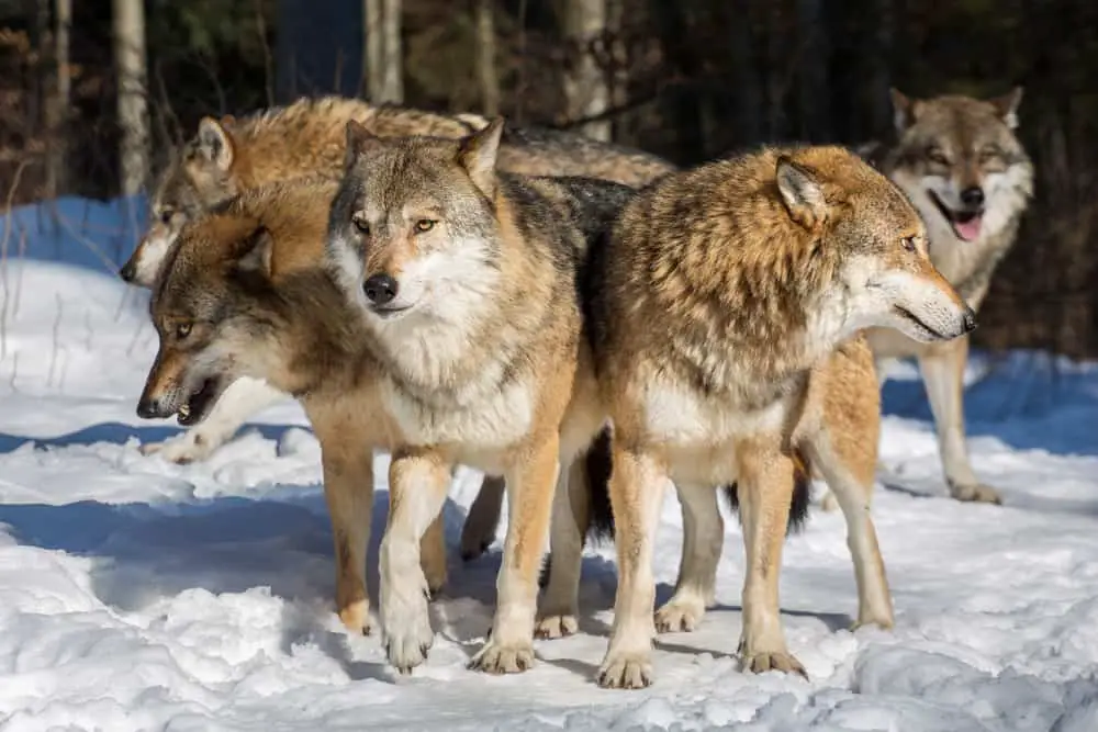 Several wolves standing close together.