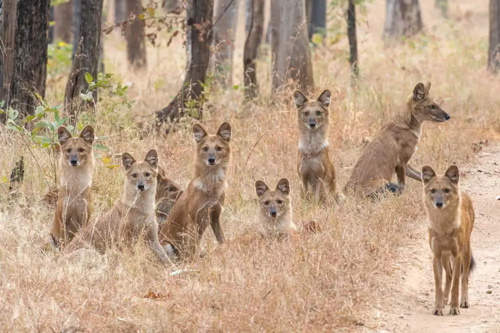 A big pack of dholes by the dirt road.