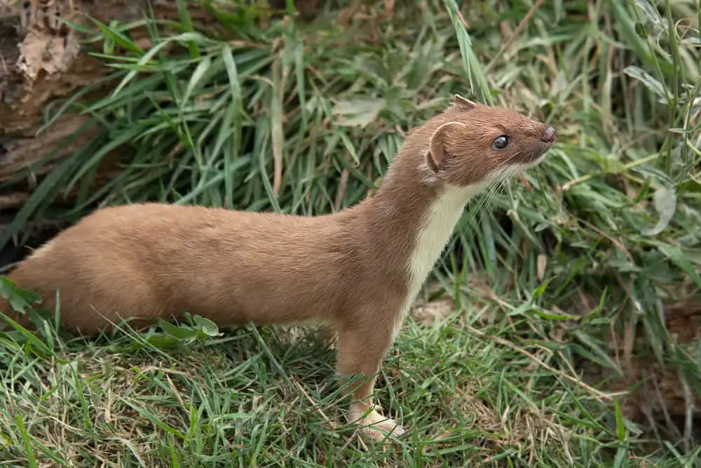This is a brown adult stoat on a grass field.
