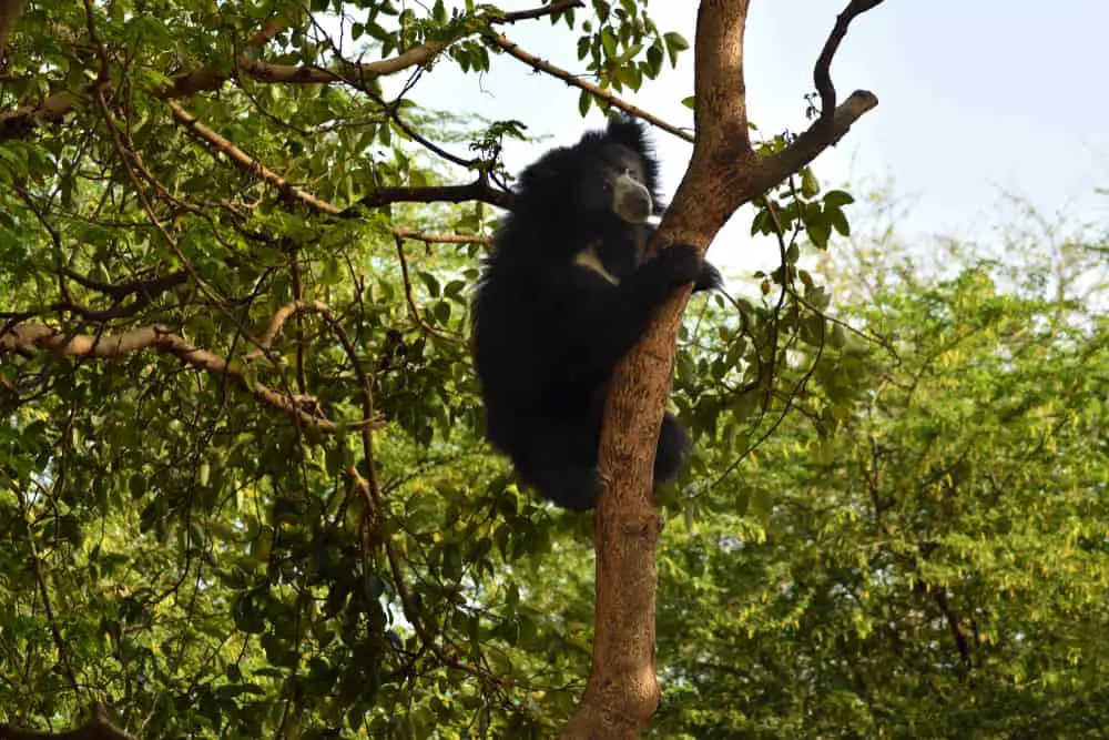A sloth bear climbing a tree.