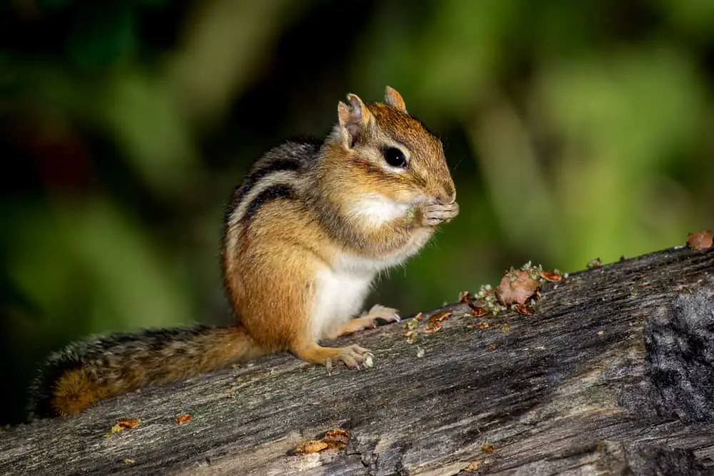 This is a close look at a chipmunk eating on a tree.
