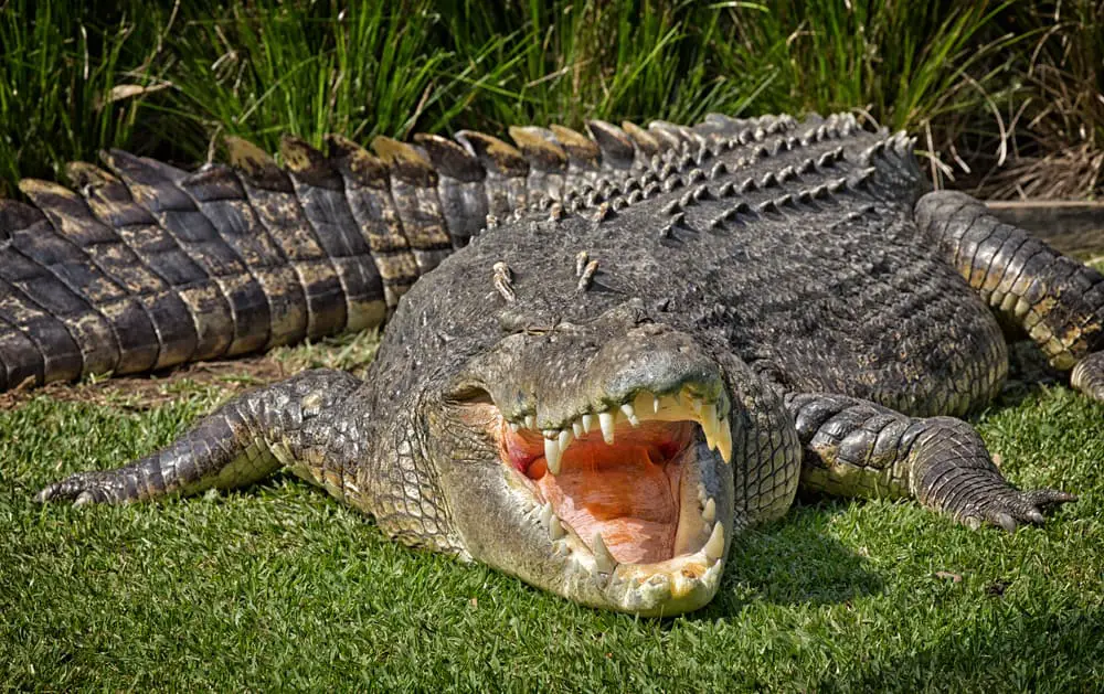 This is a large adult saltwater crocodile on grass.