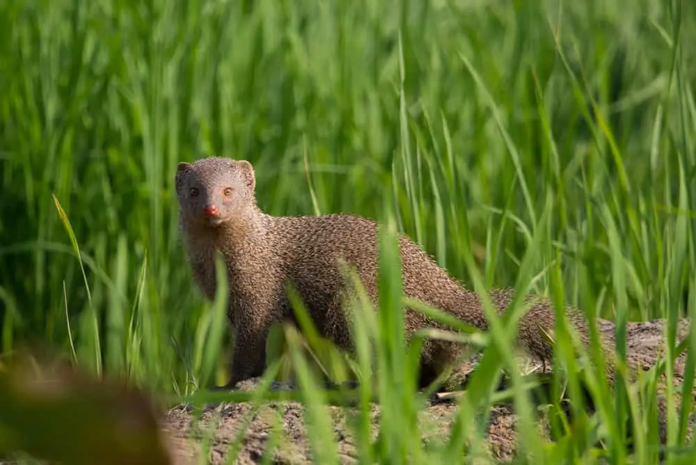 A mongoose walking in a grass field.