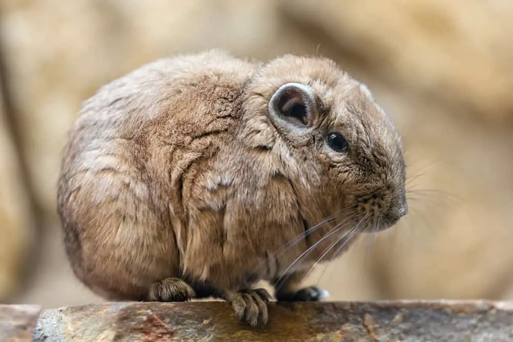 This is a close look at a small brown gundis on a rock.