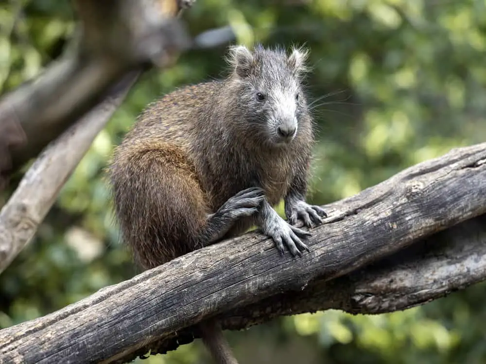 An adult hutias sitting on a tree branch.