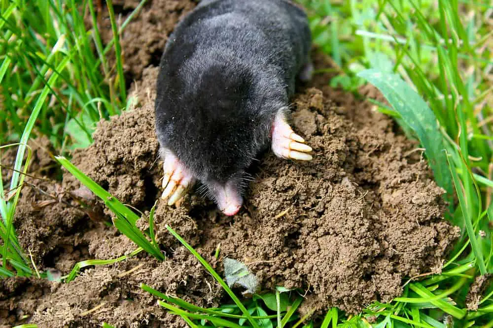 A mole out of its hole on the ground.