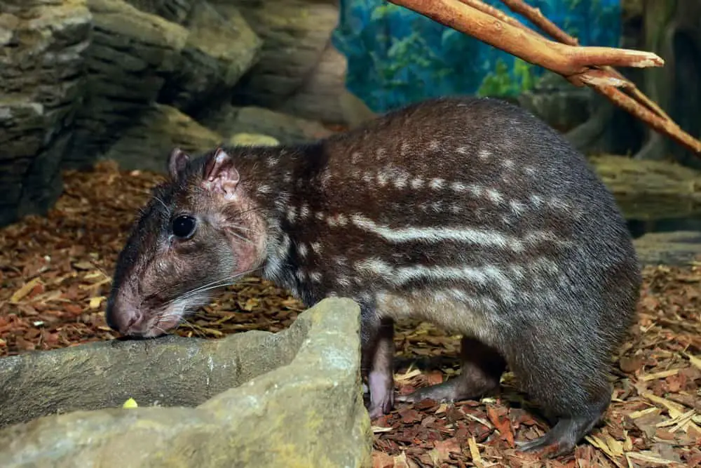 A close look at a pacaranas at a habitat in the zoo.