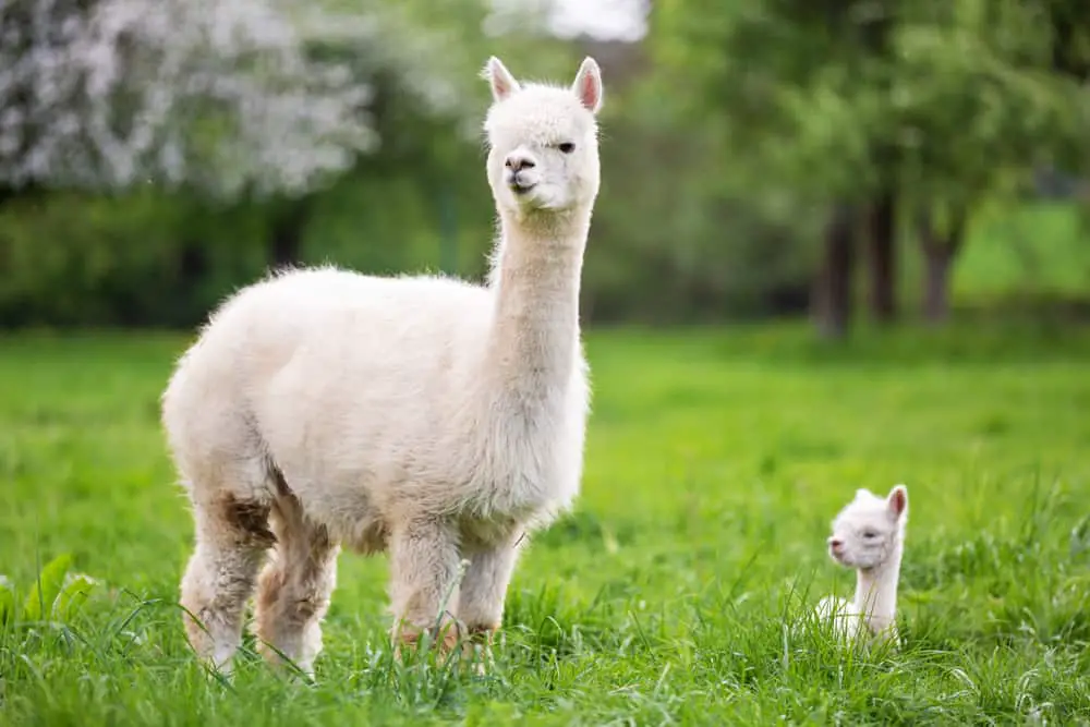 This is a close look at an Alpaca with an offspring in a grass field.