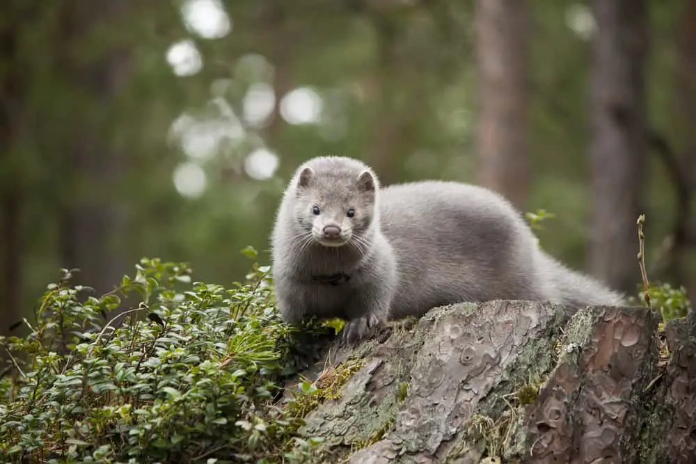 This is an adult mink standing on a tree stump.