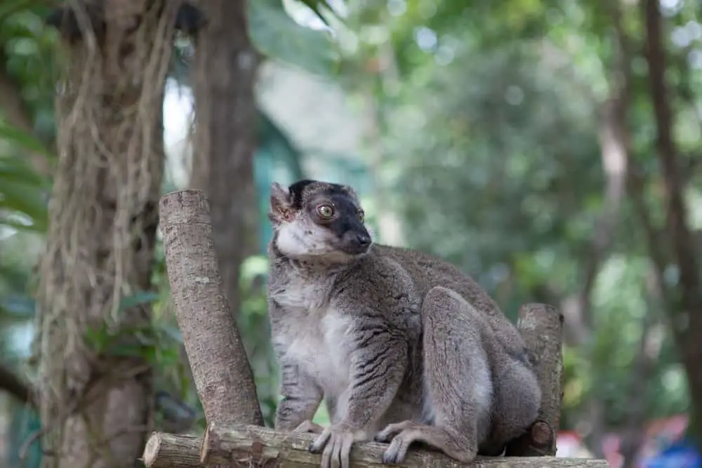 An olinguito adult on a tree branch.