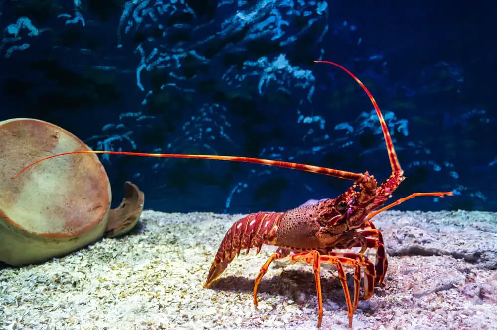 This is a close look at a lobster in an aquarium.