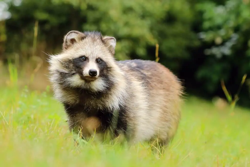 An adult raccoon dog on a grass field.