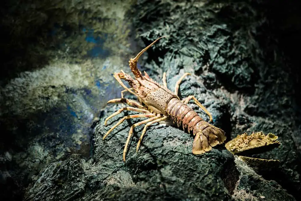 A close look at an adult crayfish on the rocky seafloor.