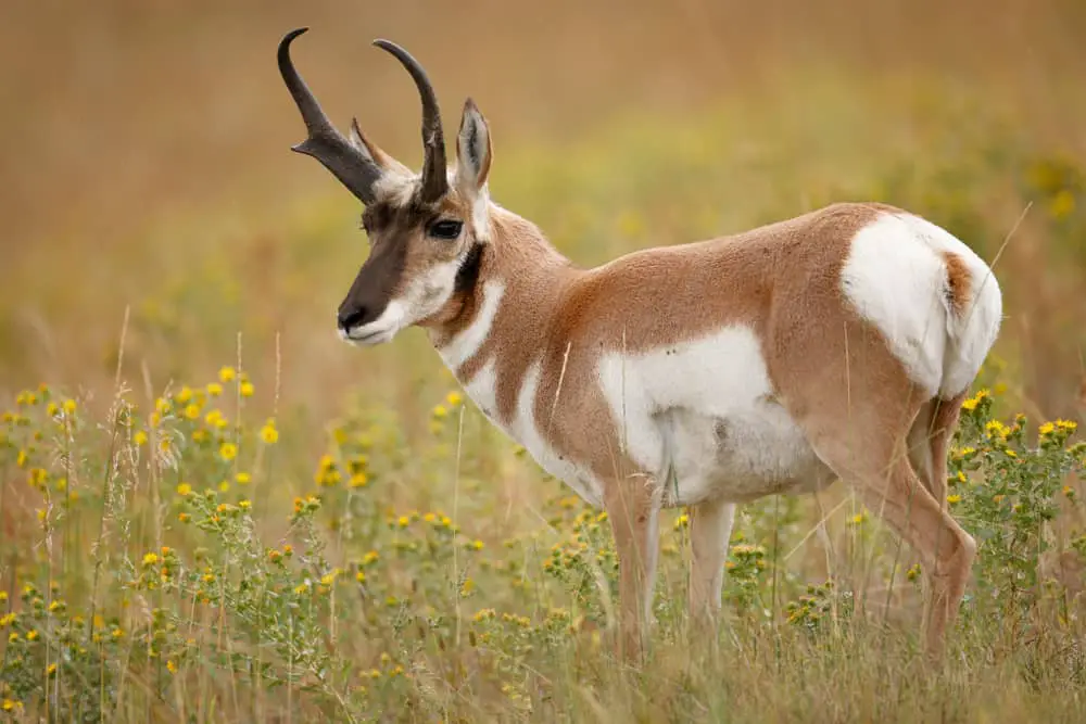 An adult Pronghorn Antelope on a grassy field.
