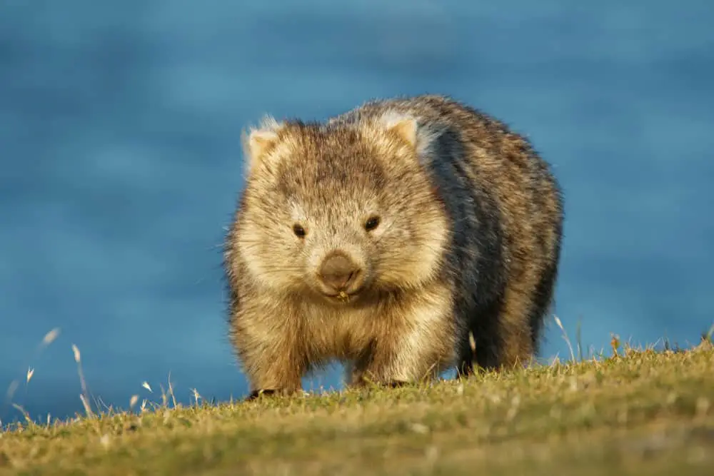 This is a close look at a wombat walking.
