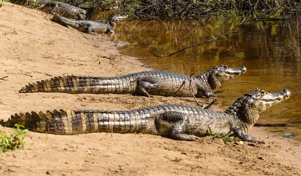 A group of yacare caimans by the water.