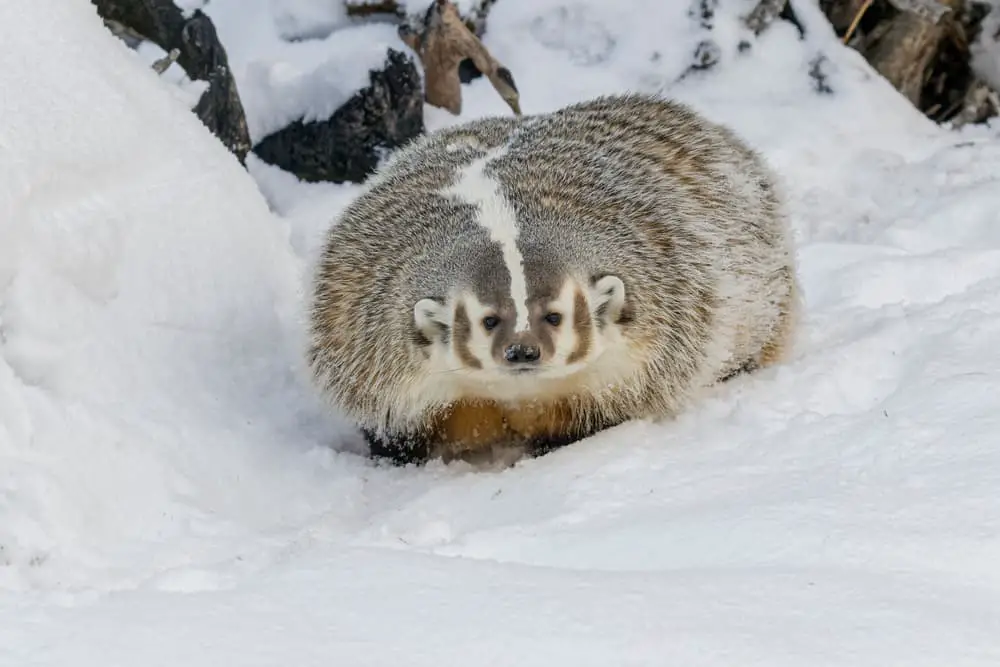 This is a close look at an American badger on snow.