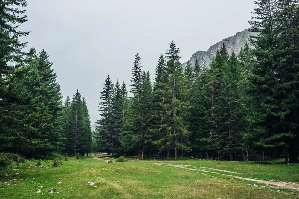 A close look at a conifer forest with a path running through it.