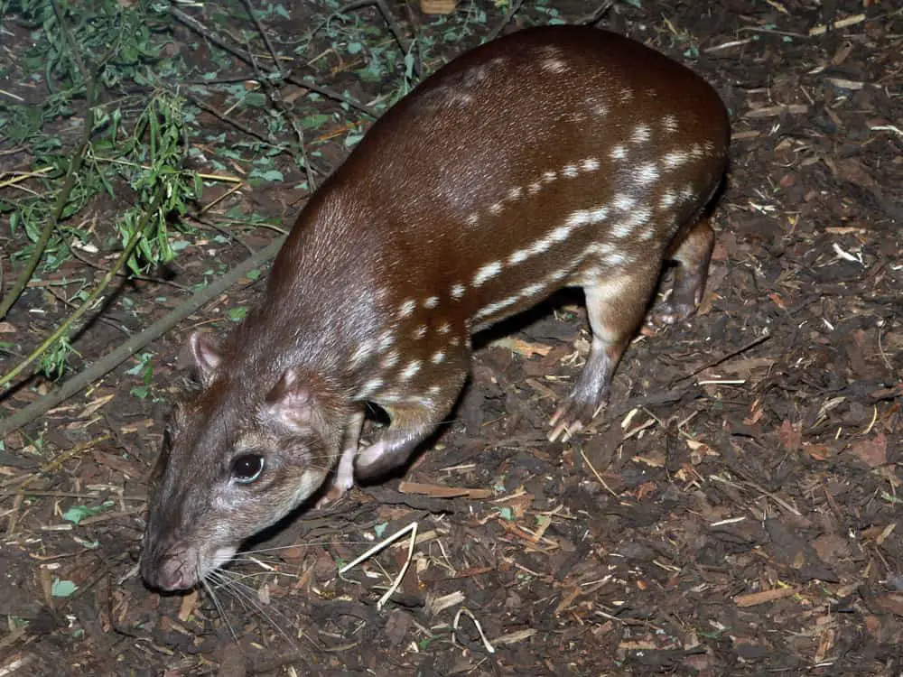 A lowland brown paca walking on forest floor.