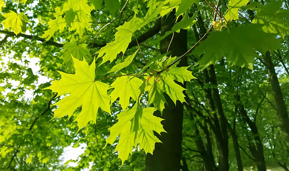 This is a close look at a maple tree during spring time.