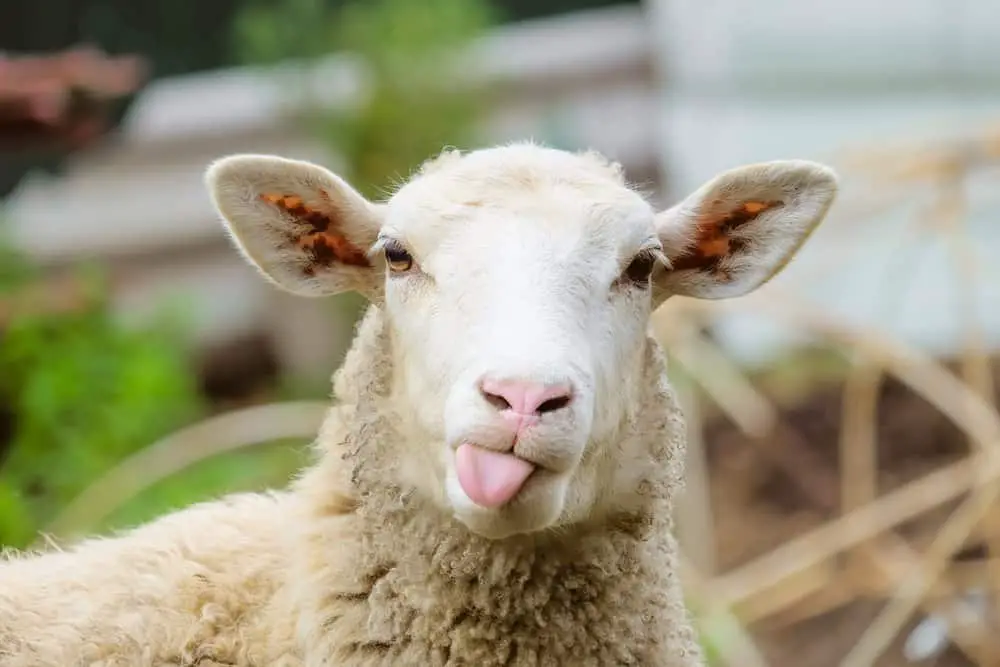 This is a close look at a mature sheep.