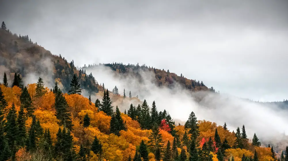 An aerial view of a hilly boreal forest with fog.