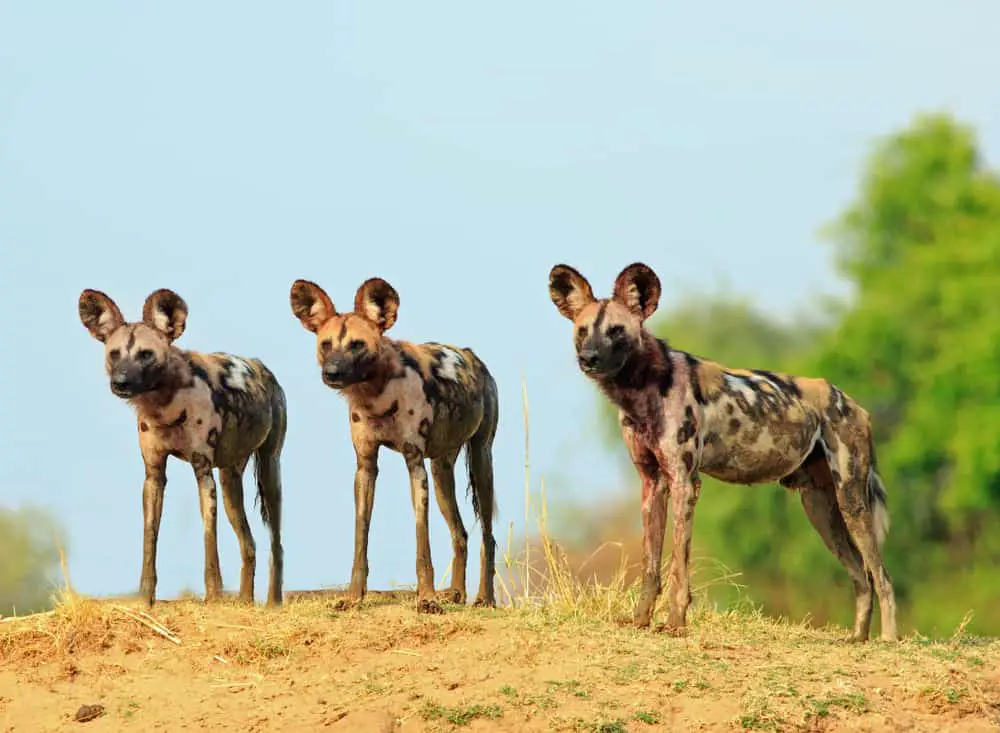 A pack of African wild dogs.