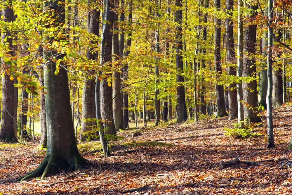 This is a close look at a decidous beech tree forest with fallen leaves.