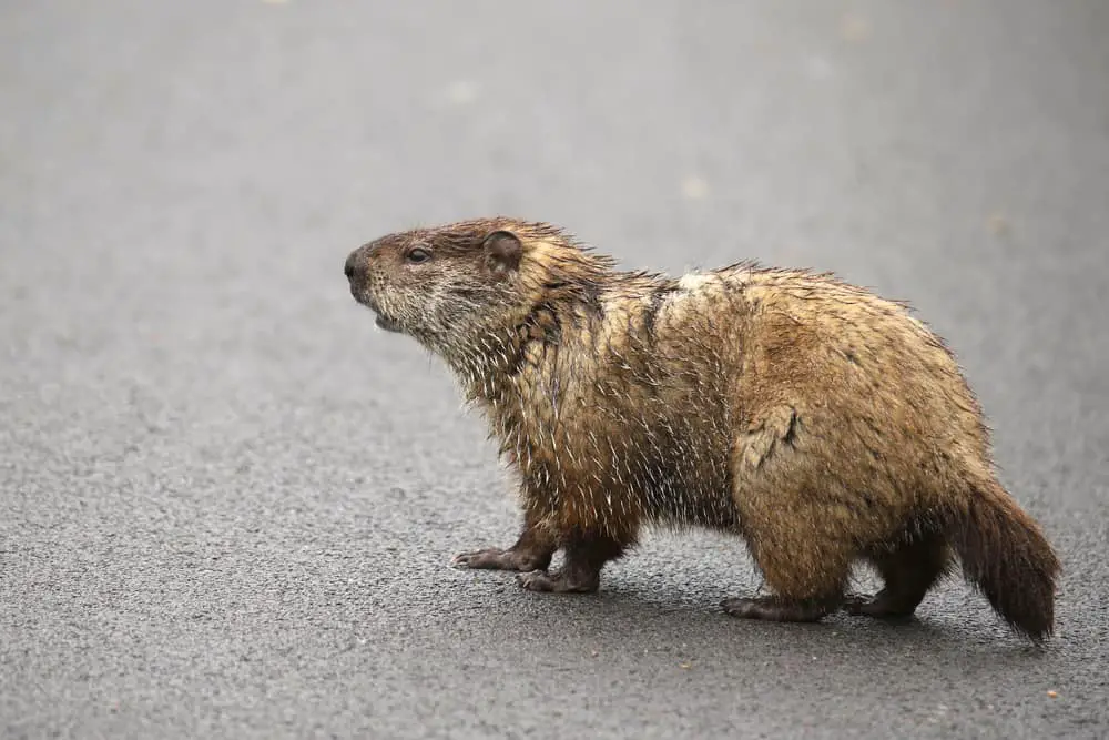 A groundhog walking on the asphalt road.